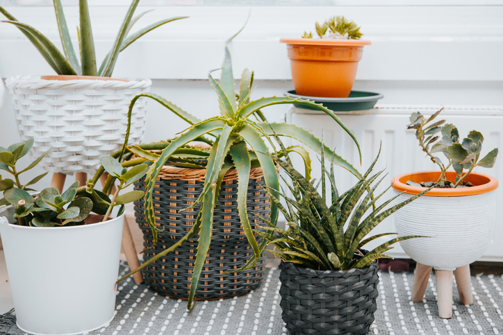 Comment entretenir ses plantes grasses ?